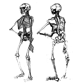 Skeleton